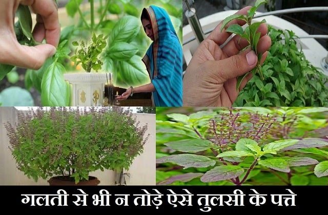 tulsi leaves-plucking tips according to vastu-Basil-tulsi plant care- tulsi ke patte kab na tode-1-min