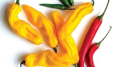 healthnews247 this-yellow-spicy-chilies-properties help-fighting-with cancer-diabetes-etc