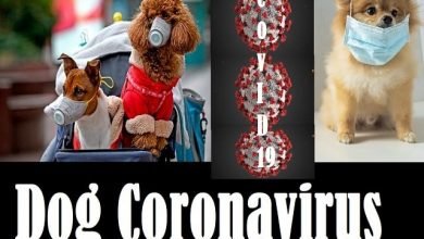 Dog Coronavirus- What is dog coronavirus-min