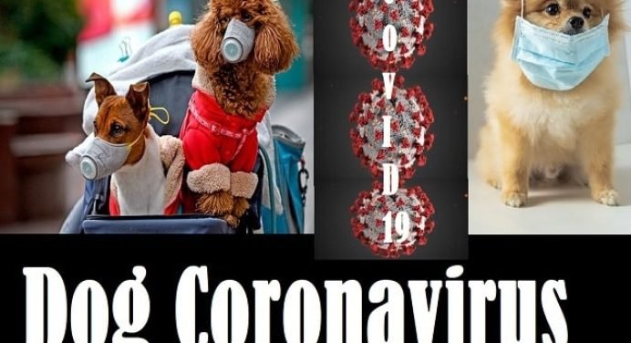 Dog Coronavirus:क्या है डॉग कोरोनावायरस,कितना खतरनाक है ये,जानें सबकुछ