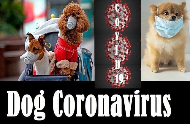 Dog Coronavirus- What is dog coronavirus-min