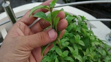 how-to-stop-frequent-urination-in-men-women-Peshab-Bar Bar-aye-to-kya-kare-gharelu-nuskhe