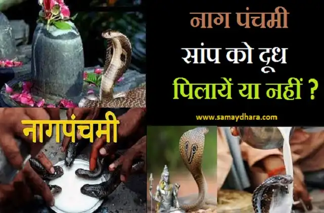 Nag Panchami Special- Offering milk to snakes on Nag Panchami right or wrong