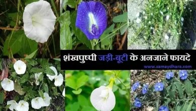 Health News : Know these powerful superpowerful benefits of Shankhpushpi plant, जानियें शंखपुष्पी पौधें के यह ताकतवर महाशक्तिशाली फायदे, #अस्थमा, benefits of Shankhpushpi plant, Health Benefits of Shankhpushpi, shankhpushpi bnefits, shankhpushpi jadibuti ke fayade, shankhpushpi ke fayade, shankhpushpi news, खांसी, गर्भाशय को ताकत दे, डायबिटीज में लाभकारी, नियमित सेवन लाभकारी, बवासीर एवं कब्ज दूर करे, बुखार ठीक करे, महाशक्ति बुद्धिवर्धक देसी जड़ी बूटी शंखपुष्पी, मूत्र विकार में फायदेमंद, याददाश्त बढ़ाने में मददगार, सर्दी