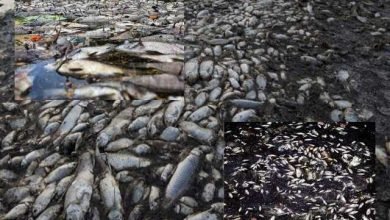 arunachal pradeshs kameng river water suddenly turned black many fish died, अचानक नदी का पानी हुआ काला, हजारों मछलियों को मार डाला