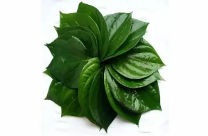 health-tips-headache-treatment-hair-fall-solution-with-betel-leaf-uses-sardard-baalon-ka-girna-roke