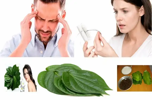 health-tips-headache-treatment-hair-fall-solution-with-betel-leaf-uses