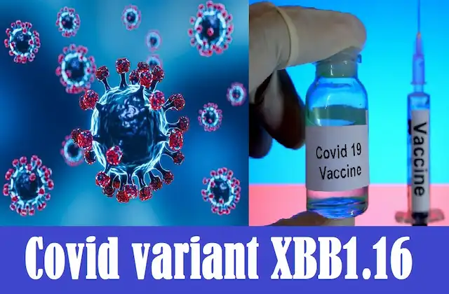 Covid Omicron sub variant XBB1.16 found in India says INSACOG data- XBB116-symptoms-treatment-details