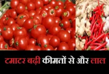 Tomato-prices-hike-cross-Rs-100-per-kg-Chillies-Ginger-rate-increase-also