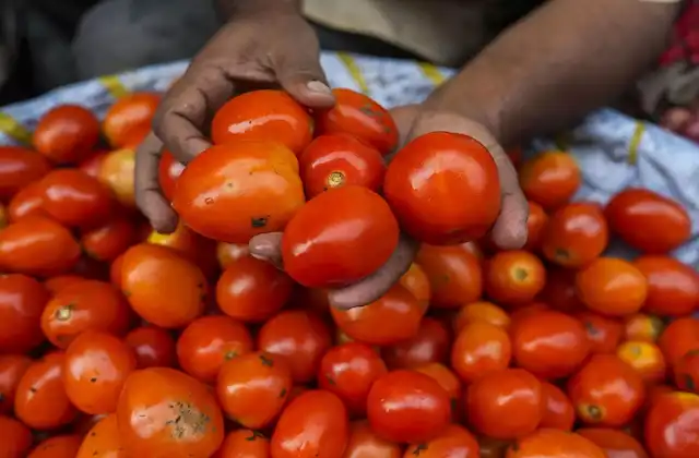 Tomato Price reduced per kg Rs 80 at NCCF in Rajasthan-UP-Delhi