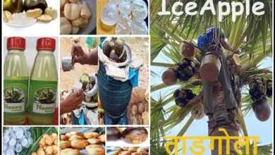 Eat IceApple In Summer Tadgola Benefits Neera Juice Healthy Drink,
